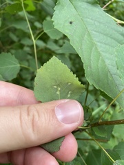 Harmandiola globuli
