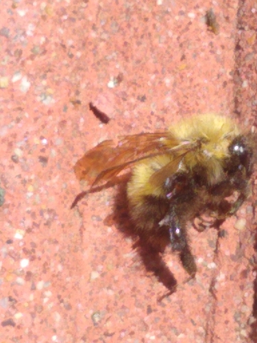 Perplexing Bumble Bee photo 3