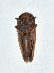 Paraphlepsius continuus