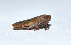 Paraphlepsius continuus
