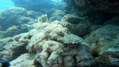 Platycephalidae