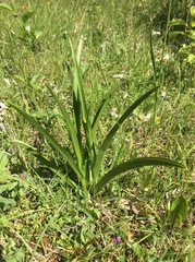 Gymnadenia
