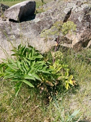 Angelica archangelica litoralis