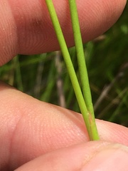 Juncus articulatus