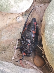 Cryptotympana holsti