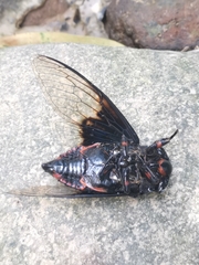 Cryptotympana holsti