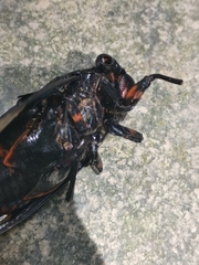 Cryptotympana holsti