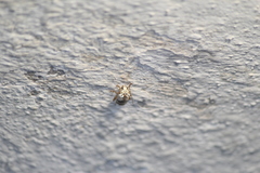 Acrocyum dorsalis