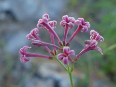 Asperula aristata