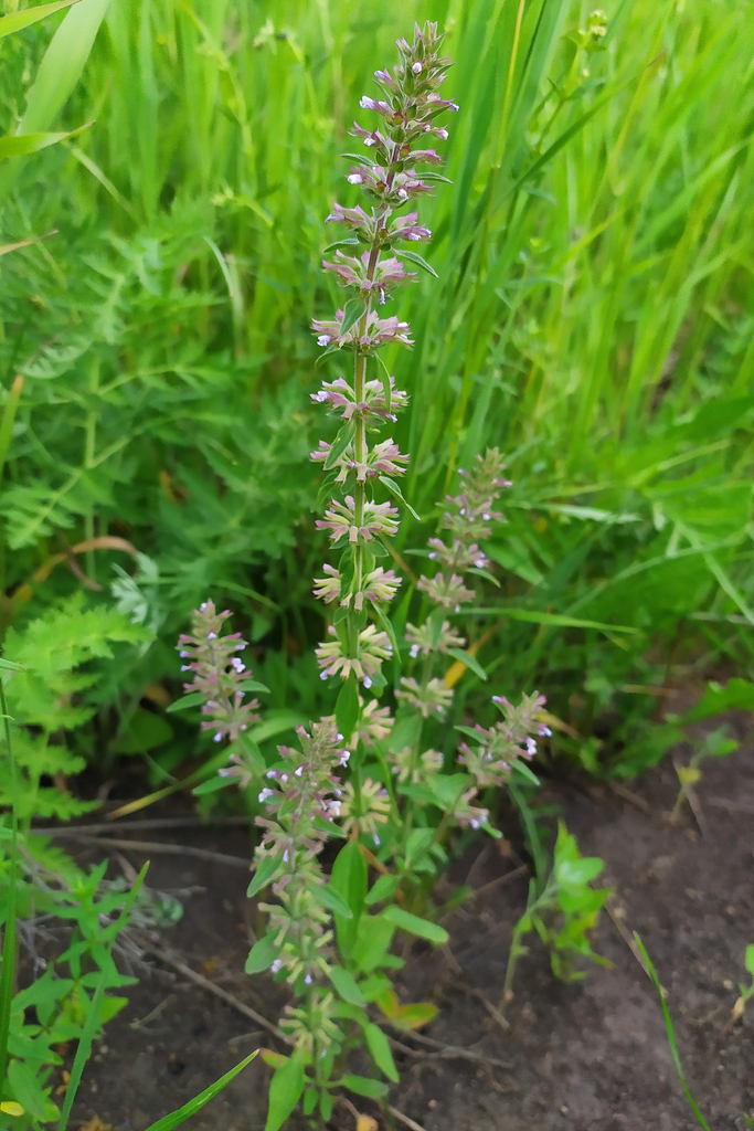 Thymeleaf Dragonhead from Sysertskiy rayon, Sverdlovsk, Russia on June 14, 2020 at 0938 AM by