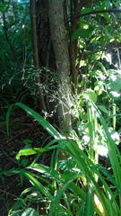 Poa saltuensis
