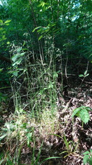 Poa saltuensis