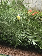 Pitangus sulphuratus