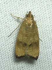 Psilocorsis cryptolechiella