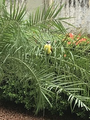 Pitangus sulphuratus