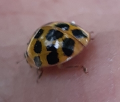 Harmonia axyridis