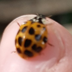 Harmonia axyridis