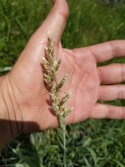 Phalaris arundinacea picta