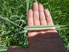 Phalaris arundinacea picta