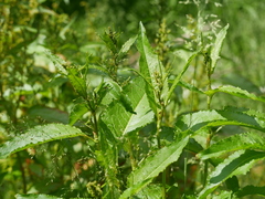 Rumex hydrolapathum