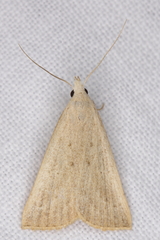 Macrochilo louisiana