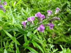 Linaria purpurea