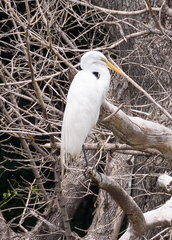 Ardea alba