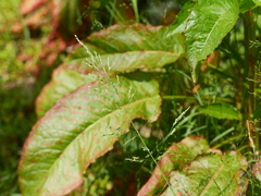 Rumex hydrolapathum