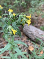 Lithospermum multiflorum