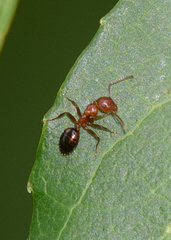 Colobopsis