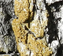 Chrysothrix chlorina