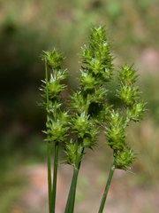 Carex normalis