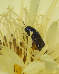 Acmaeodera tubulus