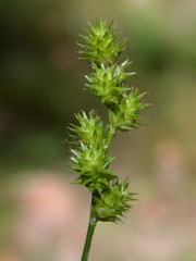 Carex normalis