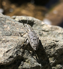 Ithycerus noveboracensis
