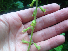 Tolmiea diplomenziesii