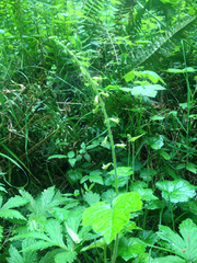 Tolmiea diplomenziesii