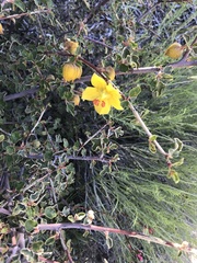 Fremontodendron californicum