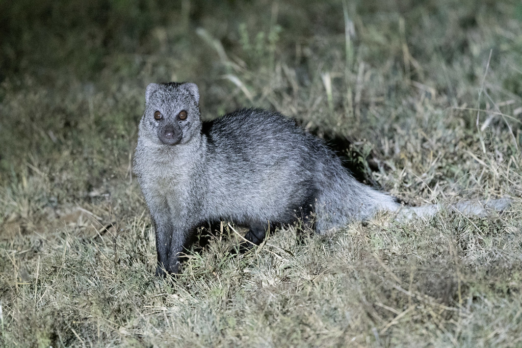Белохвостый мангуст (Животный мир Саудовской Аравии) · iNaturalist
