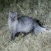 White-tailed Mongoose - Photo (c) Joni Overbosch, some rights reserved (CC BY-NC)