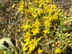 Sedum acre