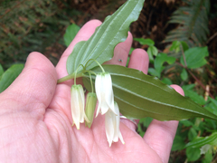 Prosartes smithii