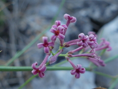 Asperula aristata
