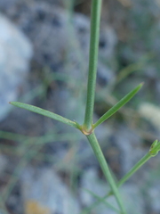 Asperula aristata
