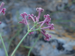 Asperula aristata