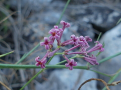 Asperula aristata