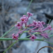 Southern Squinancywort - Photo (c) Valentino Traversa, some rights reserved (CC BY-NC), uploaded by Valentino Traversa