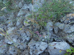Asperula aristata