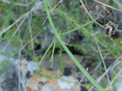 Asperula aristata