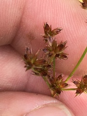 Juncus articulatus